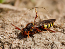 Rote Wespenbiene (Nomada lathburiana)