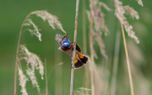 Tanzvorstellung des Blaukehlchens