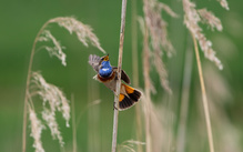 Tanzvorstellung des Blaukehlchens