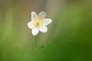 Buschwindröschen Version 2