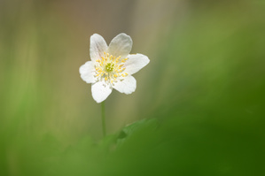 Buschwindröschen Version 2