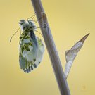 Eben aus der Puppenkiste