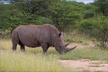 Breitmaulnashorn ...