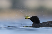 Gelbschnabel-Blässhuhn beim Futtern