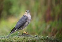 Nanu, wer bist du denn?