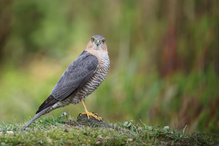 Nanu, wer bist du denn?