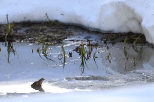 Froschkönig im Eiswasser