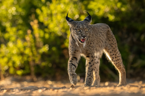 die Dame kommt zur Tränke