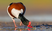 Brandgans am Abend - ein lang gehegter Wunsch geht endlich in Erüllung