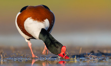 Brandgans am Abend - ein lang gehegter Wunsch geht endlich in Erüllung