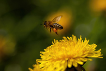 Honigbiene - Honeybee