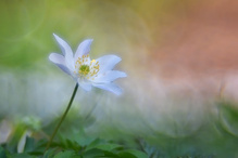 Nach Art der alten Meister