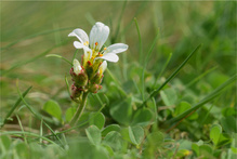 Knöllchen-Steinbrech