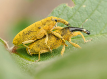 'Lixus angustatus' Frühlingsgefühle
