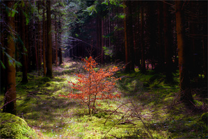 Waldspaziergang von Heute ...