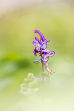 Die kleinen Zipfelmützen
