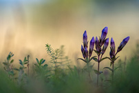 ... nach dem Sommerregen