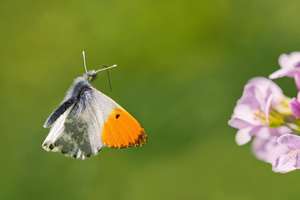 Aurora Männchen im Anflug auf eine Blüte