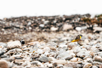 Bachstelze beobachte Gebirgsstelze