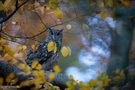 Uhu im Herbstwald (ND)