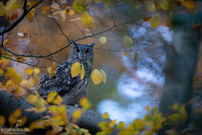 Uhu im Herbstwald (ND)