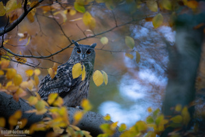Uhu im Herbstwald (ND)