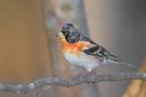 Ein Bergfink...