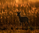 vom Gegenlicht beschattet