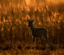 vom Gegenlicht beschattet