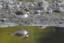Mitten in der Stadt Münster,