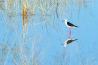 Stelzenläufer in einer idyllischen Landschaft mit Spiegelung