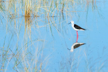 Stelzenläufer in einer idyllischen Landschaft mit Spiegelung