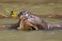 Riesenotter beim Kuscheln