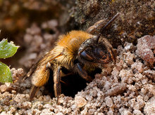 Weibliche Gelbbindige Sandbiene oder Gemeine Sandbiene  (Andrena flavipes)