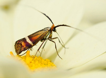 Langhornmotte (Adela australis)