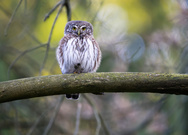 Sperlingskauz..........was Guckst Du ?