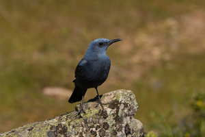 Blaumerle