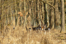 Gehört hatte ich sie