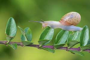 Im Schneckentempo...