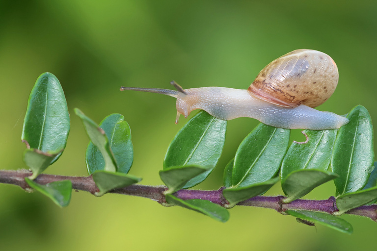 Im Schneckentempo...