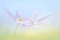 Tanz in den Frühling ...,