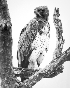 Polemaetus bellicosus