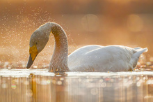 "...Singschwan im Abendlicht..."