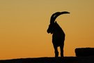 Iberischer Steinbock im Morgenlicht