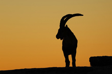 Iberischer Steinbock im Morgenlicht