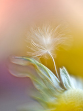 In - A - Gadda - Da - Vida