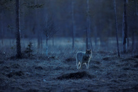 Wolfsfähe Finnland