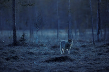 Wolfsfähe Finnland