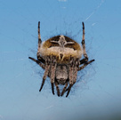 Körbchenspinne (Agalenatea redii)