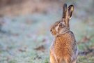 Hasenportrait